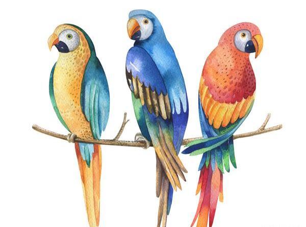 عکس طوطی طراحی