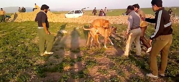 عکس سگ علی پلنگ وقتی کشته شد