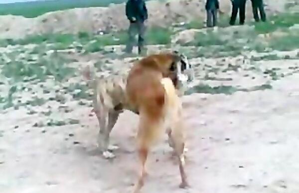 عکس سگ علی پلنگ وقتی کشته شد
