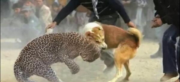 عکس سگ علی پلنگ وقتی کشته شد