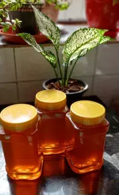 عکسی از شمال ایران