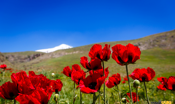 عکس شقایق تاجیک