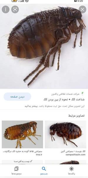 عکس ساس نی نی سایت