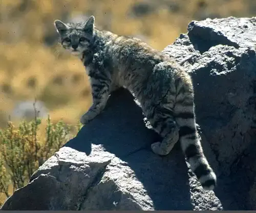 عکس گربه کوهی