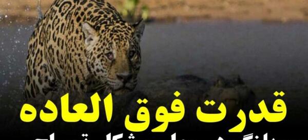 عکس گربه کوهی