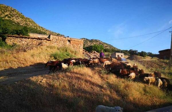 عکس قرآن نگل کردستان
