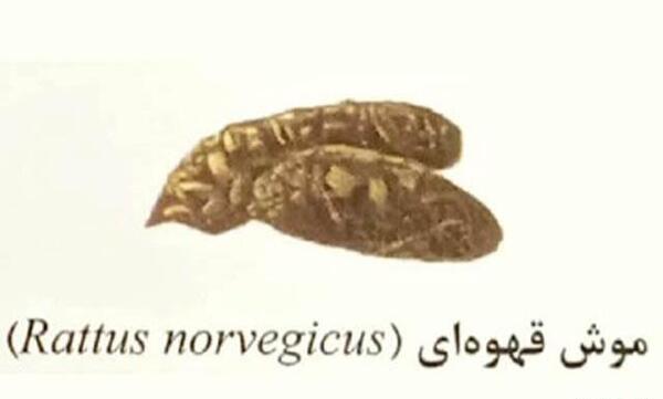 عکس موش قهوه ای
