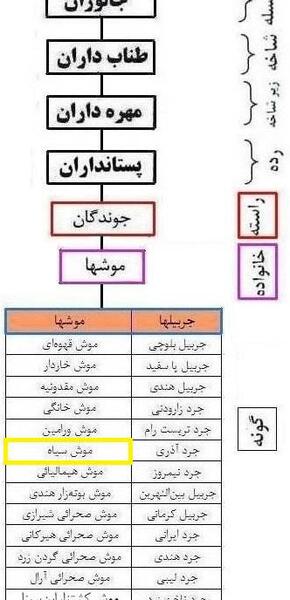 عکس موش قهوه ای