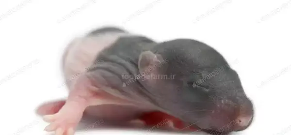 عکس موش قهوه ای