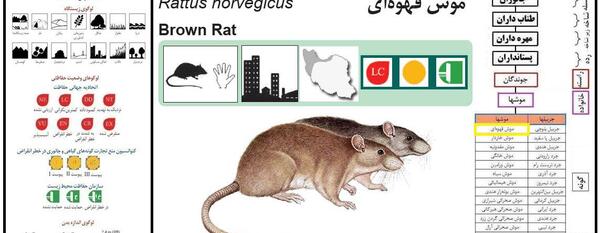 عکس موش قهوه ای