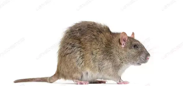 عکس موش قهوه ای