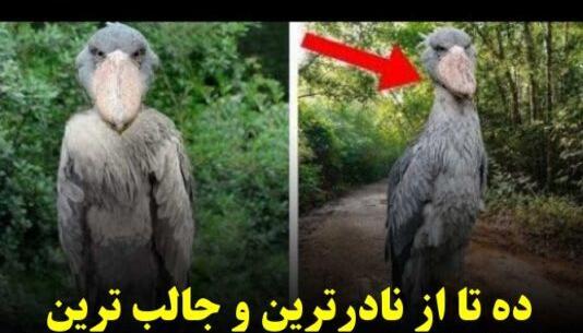 عکس حیوانات اهلی خانگی