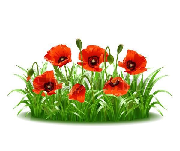 عکس دانلود وکتور چمن