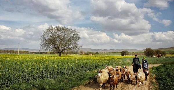 عکس زمین روستا