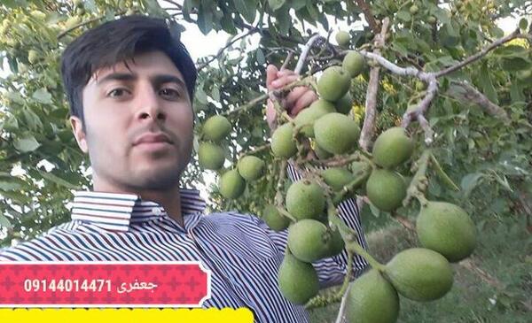 عکس شکوفه جعفری