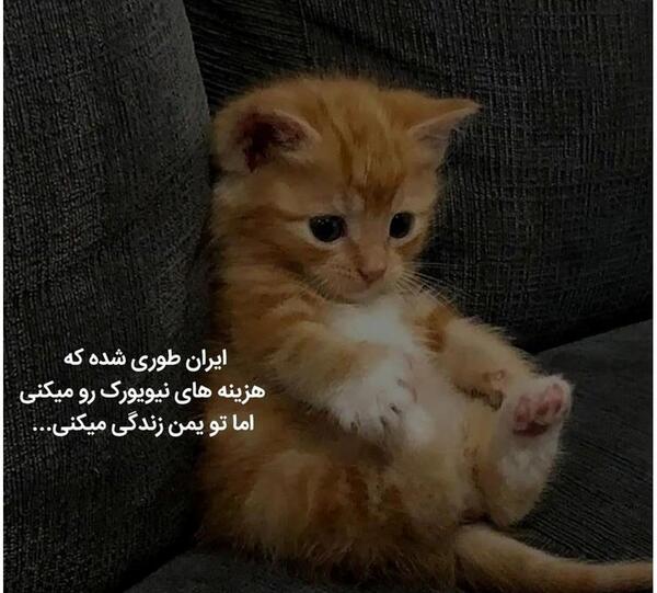 عکس حیوانات بامزه گربه