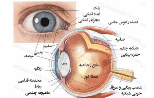 عکس داخل چشم