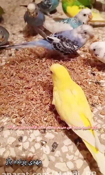 عکس مرغ عشق زرد و سفید