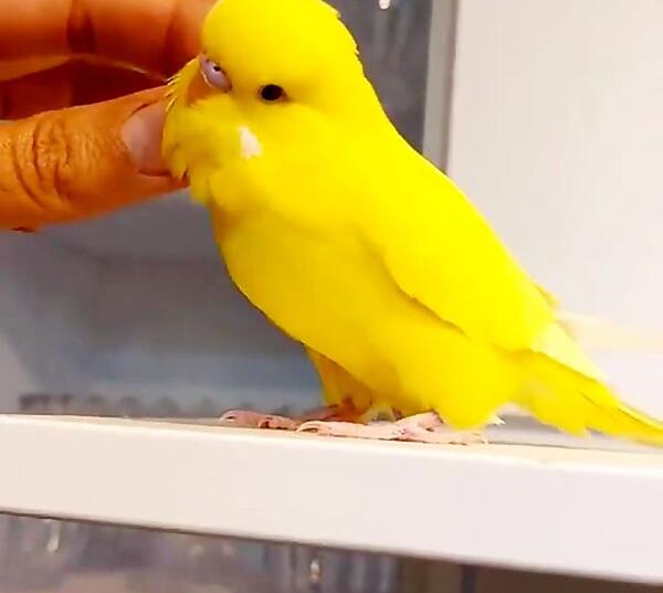 عکس مرغ عشق زرد و سفید