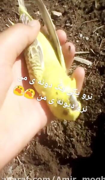 عکس مرغ عشق زرد و سفید