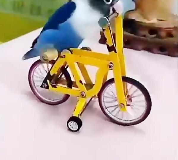 عکس مرغ عشق زرد و سفید