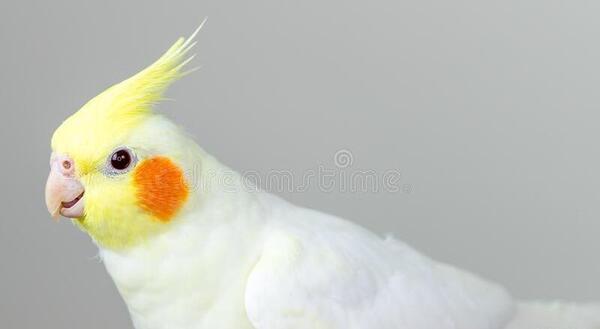 عکس صورت عروس هلندی
