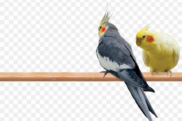 عکس صورت عروس هلندی