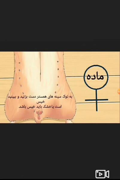 عکس شکم همستر باردار