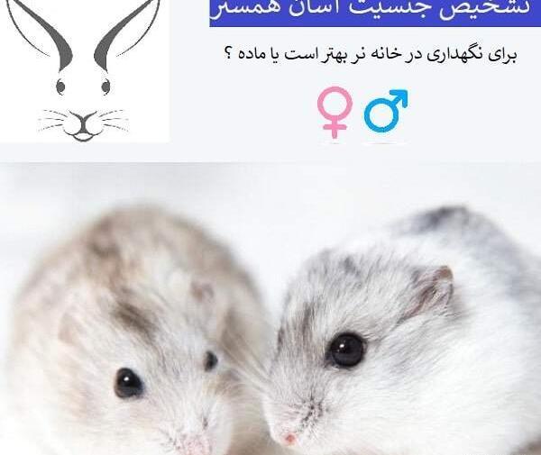 عکس شکم همستر باردار