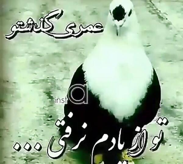 عکس دارکوب و هدهد