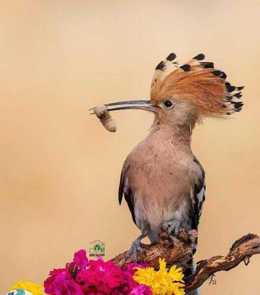 عکس دارکوب و هدهد