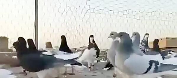 عکس دارکوب و هدهد