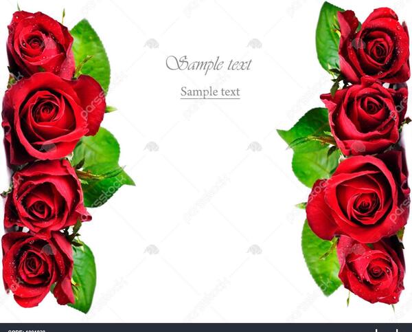 عکس گل رز برای نوشتن متن