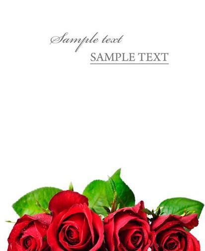 عکس گل رز برای نوشتن متن