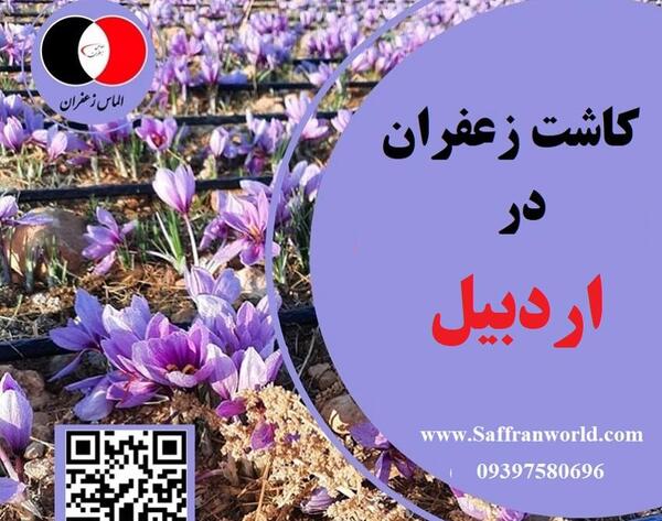 عکس کاشت زعفران