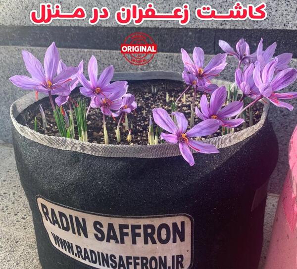 عکس کاشت زعفران