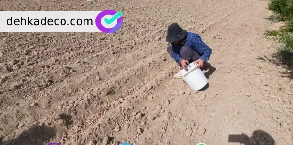 عکس کاشت زعفران