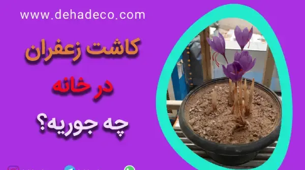 عکس کاشت زعفران