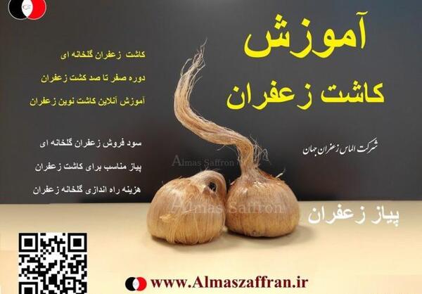عکس کاشت زعفران