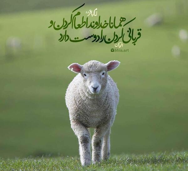 عکس نوشته اطعام غدیر