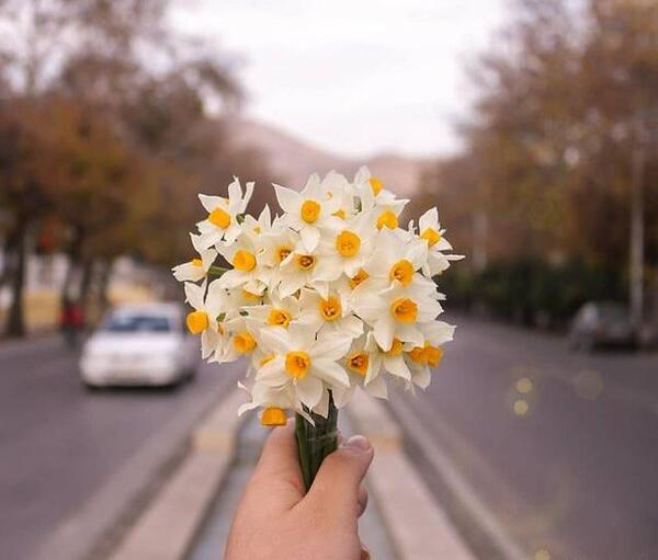 عکس نوشته پروفایل گل نرگس