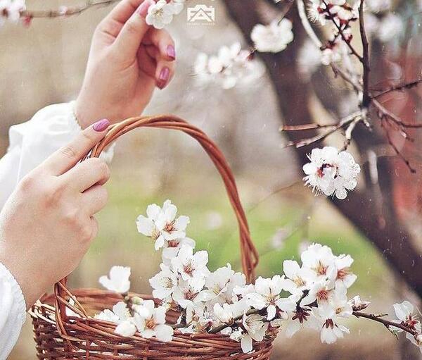 عکس نوشته پروفایل گل نرگس