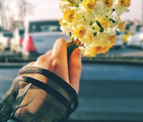 عکس نوشته پروفایل گل نرگس