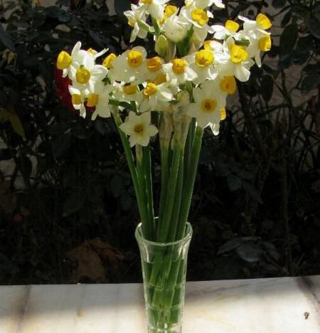 عکس نوشته پروفایل گل نرگس