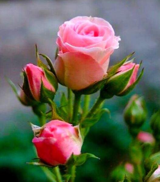عکس نوشته پروفایل گل نرگس