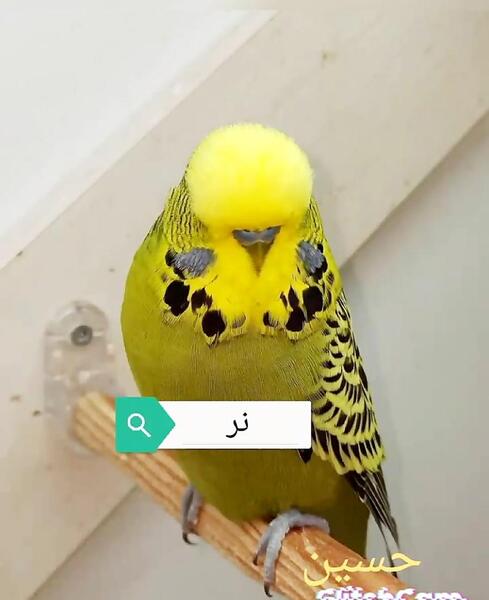 عکس تصویر مرغ عشق نر و ماده