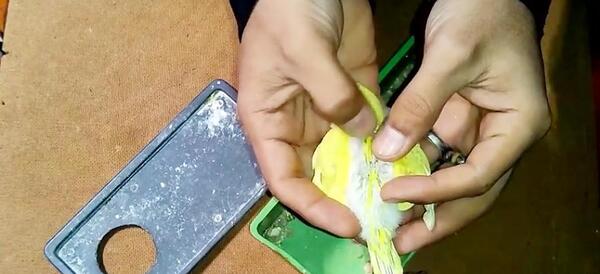 عکس تصویر مرغ عشق نر و ماده