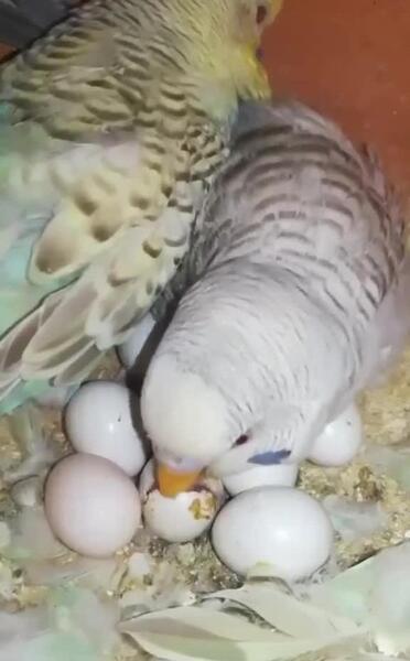 عکس انواع لانه مرغ عشق