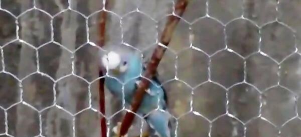 عکس انواع لانه مرغ عشق