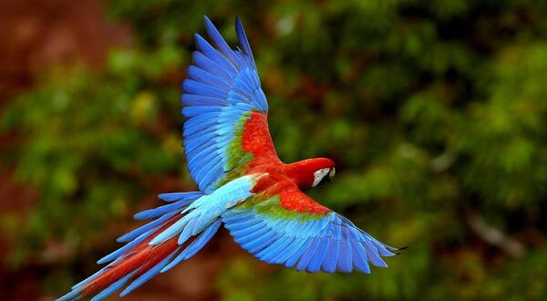 عکس مرغ عشق آبی و سفید